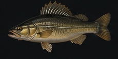 Zander