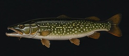 Pike