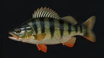 Perch