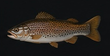 Trout
